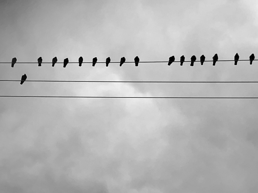 A flock of black birds sits along a wire against a gray sky, but one bird dares to be different and sits on its own wire.
